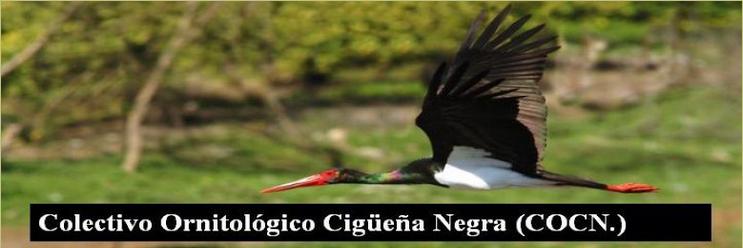 Colectivo Ornitológico Cigüeña Negra